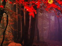 Red Autumn Forest