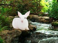 Rain Forest Rabbit Escape