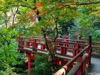 Escape From Japanese Garden