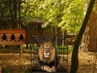 Starving Lion Escape