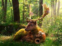 Summer Deer Forest Escape