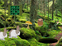 Escape Game Rabbit Forest
