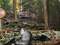 Norwegian Cat Forest Escape