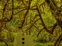 Redwood National Forest Escape