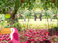 Apple Forest