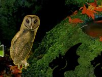 Masked Owl Island Escape
