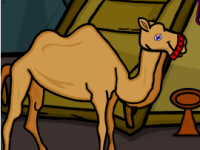 Camel Rescue From Desert