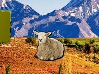 Mountain Sheep Escape