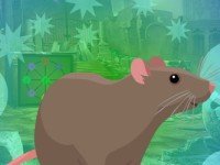 Rodent Brown Rat Escape