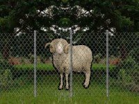 Nature Village Sheep Rescue