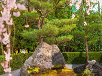 Japanese Blossom Garden Escape