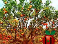Apple Tree Farm Escape