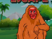 Bald Uakari Monkey Escape