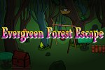 Evergreen Forest Escape