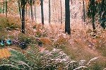 Sunny Autumn Forest