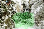 Winter Forest Escape 3