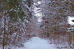 Winter Forest Escape 4