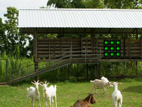 Goat Ranch Escape