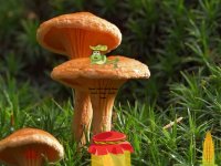 Mushroom Plant Land Escape