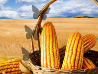 Giant Corn Land Escape