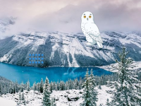 Winter Owl Forest Escape