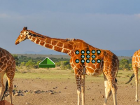 Giraffe Living Land Escape