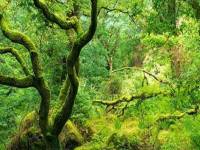 Enchanted Mossy Green Forest Escape