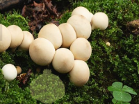 Lycoperdon Mushroom Land Escape