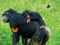 Funny Chimpanzee Jungle Escape