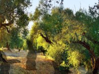 Olive Tree Land Escape