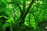 Nature Green Forest Escape