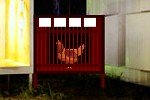 Dove Escape From Cage
