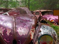 Abandoned Cars in Forest Escape
