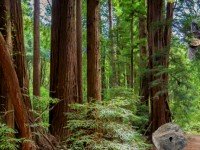 Sequoia Forest Adventure