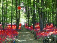 Red Flower Forest Escape