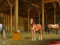Horse Barn Escape