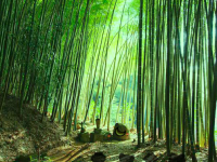 Bamboo Forest Monkey Escape