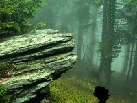 Rock Lush Forest Escape