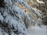 Winter Wonderland Forest Escape 2