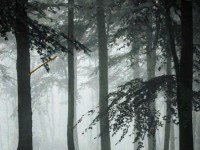 Mysterious Foggy Forest Escape