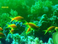 Fantasy Undersea Escape