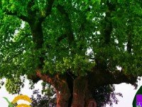 Help The Incubation Hen