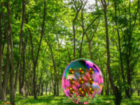 Spectacular Forest Escape