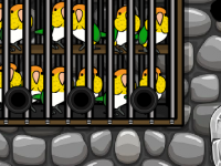 Caique Parrots Escape