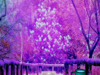 Thanksgiving Treasure Forest Escape