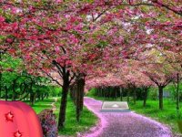 Pleasant Flower Garden Escape