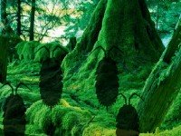 Haida Gwaii Park Escape