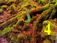 Clown Owl Forest Escape