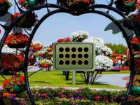 Save The Grandfather Dog