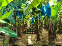 Feed The Hungry Monkey